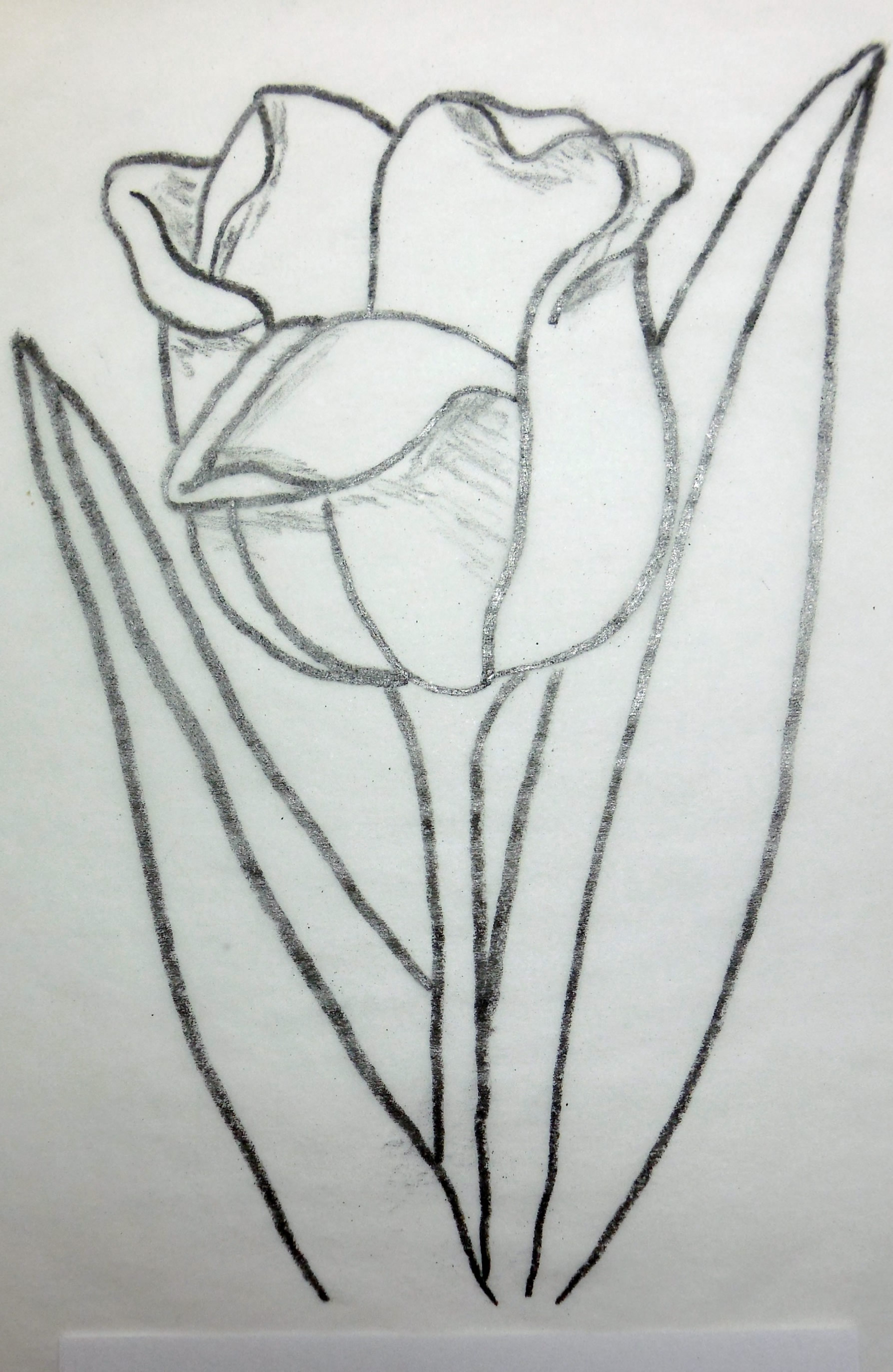 tulip outline